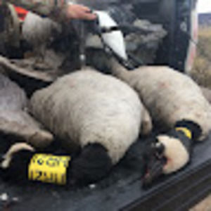 Meet your Posher, Dylan